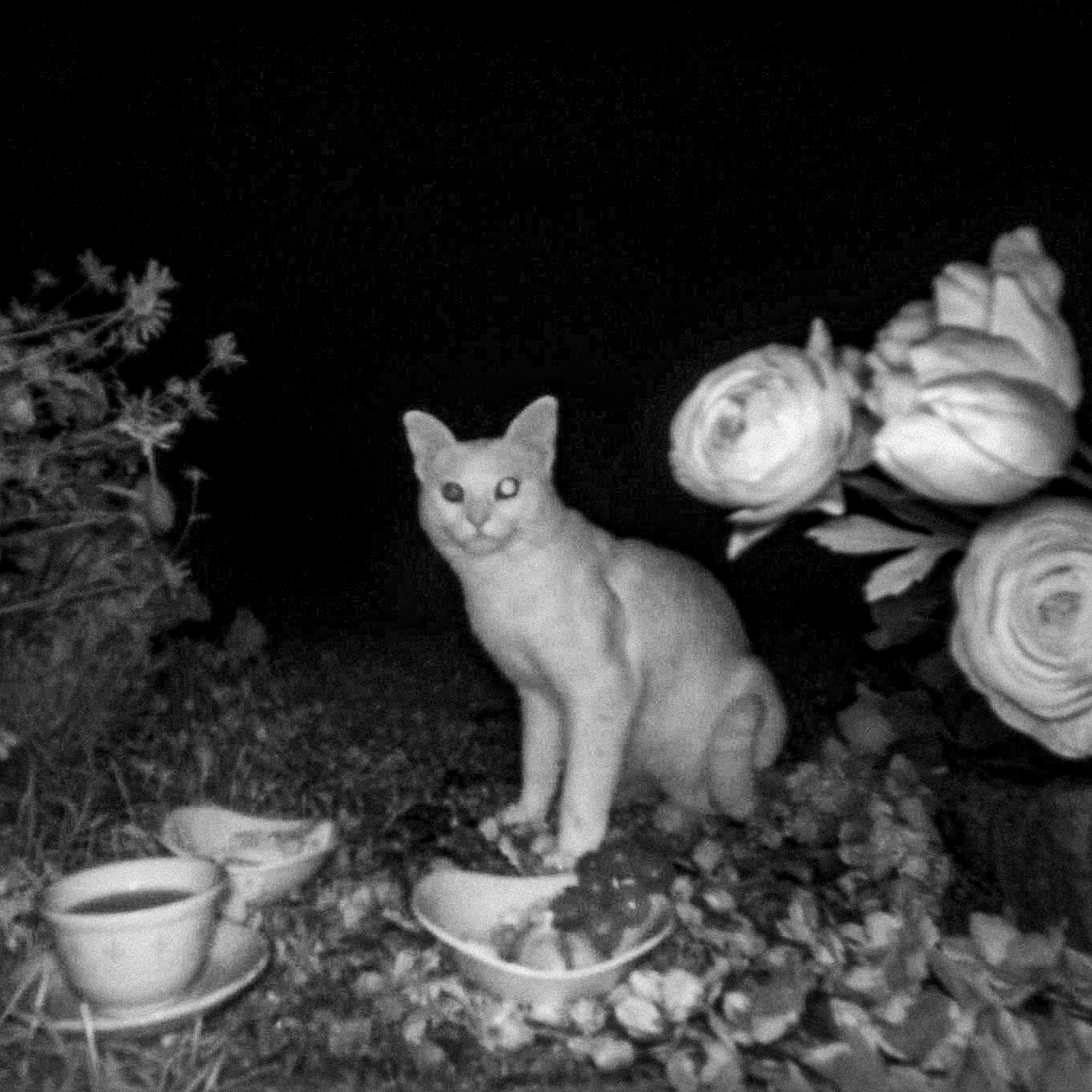 Un Jardin la nuit