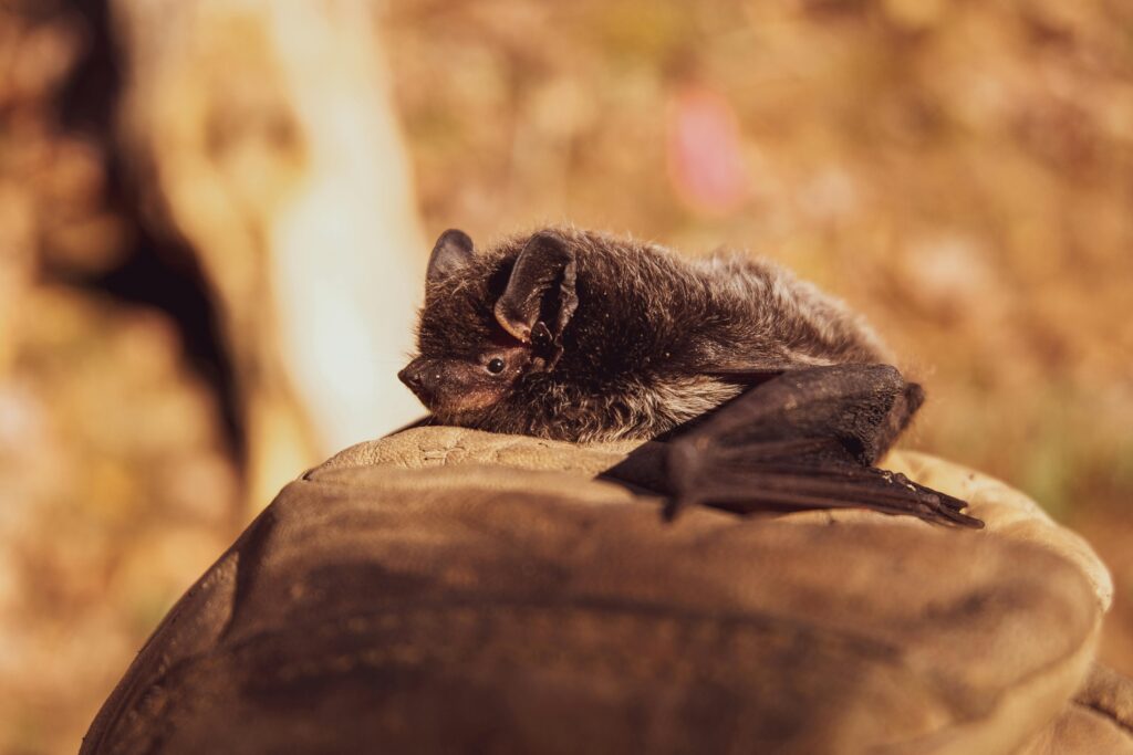 À la découverte des chauves-souris