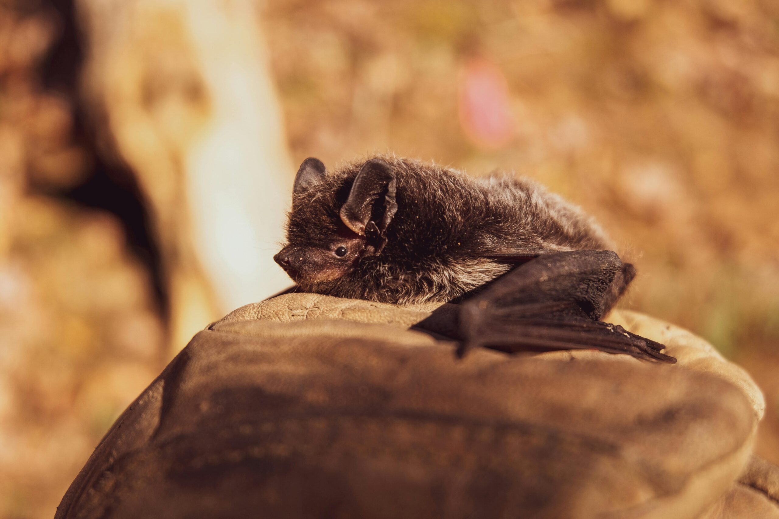 À la découverte des chauves-souris